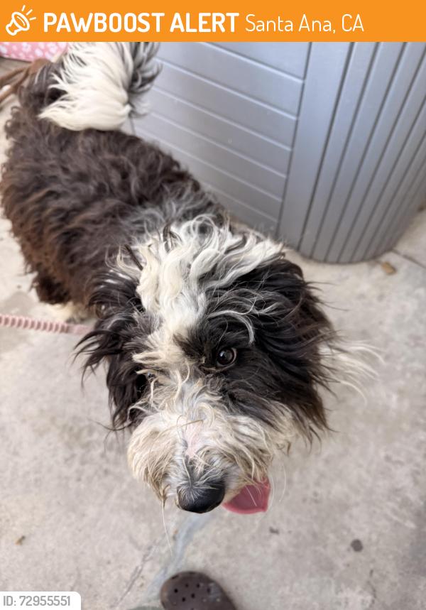 Found/Stray Female Dog last seen Saint Andrew’s & Greenville , Santa Ana, CA 92703