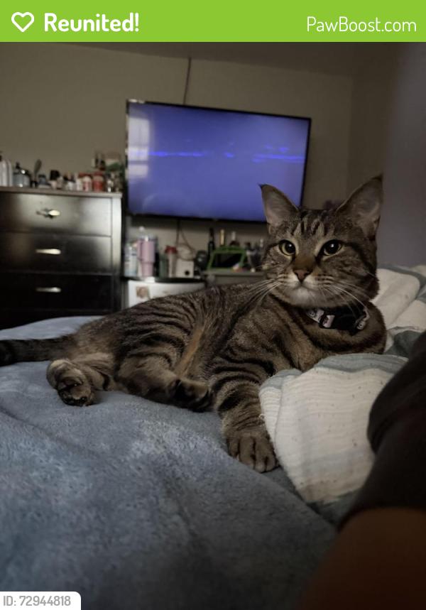 Reunited Female Cat last seen Magic hollow & old glory road , Virginia Beach, VA 23453