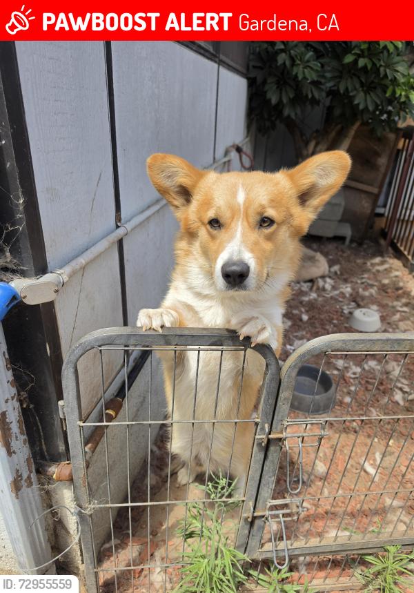 Lost Male Dog last seen Halldale 169th, Gardena, CA 90247
