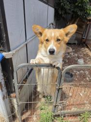 Lost Male Dog last seen Halldale 169th, Gardena, CA 90247