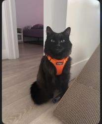 Reunited Male Cat last seen Bluff Wilderness Hiking Trail, Timberlea, NS 