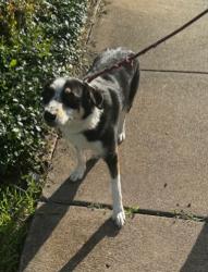Reunited Female Dog last seen Coit & Rolling Hills, Dallas, TX 75240