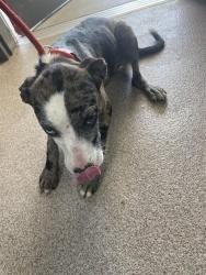 Shelter Stray Male Dog last seen MILLSTONE FARM RD, Shelby, NC 28150