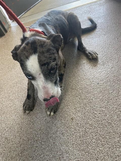 Shelter Stray Male Dog last seen MILLSTONE FARM RD, Shelby, NC 28150