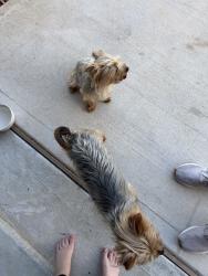 Reunited Female Dog last seen Near Crescent Cove Dr, Montgomery, TX 77356, USA, Montgomery, TX 77356