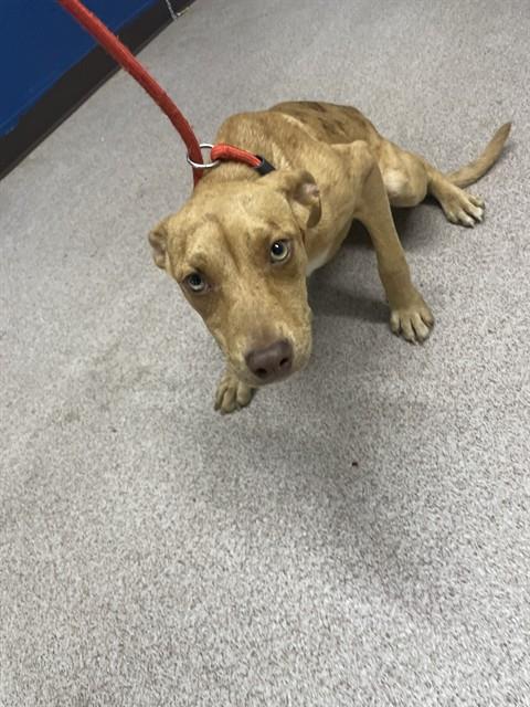 Shelter Stray Female Dog last seen MILLSTONE FARM RD, Shelby, NC 28150