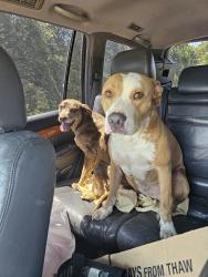 Reunited Male Dog last seen Hwy 14 and Adzms Mill, Greenville County, SC 29681