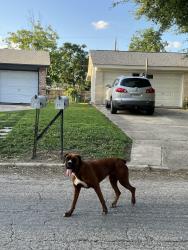 Found/Stray Unknown Dog last seen Briar Galen and Windover, San Antonio, TX 78218