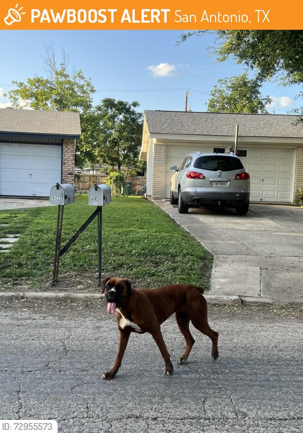 Found/Stray Unknown Dog last seen Briar Galen and Windover, San Antonio, TX 78218