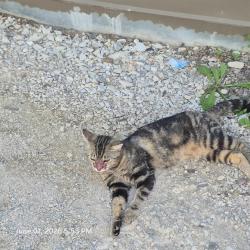 Shelter Stray Female Cat last seen AZTEC ALLEY, San Antonio, TX 78227