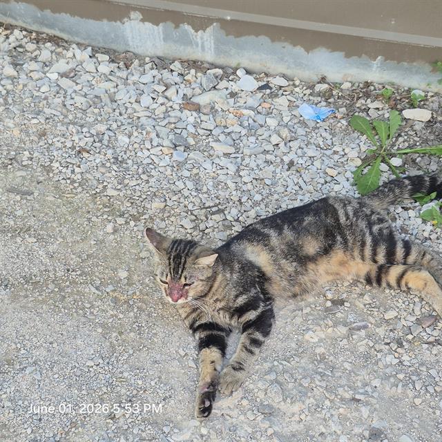 Shelter Stray Female Cat last seen AZTEC ALLEY, San Antonio, TX 78227