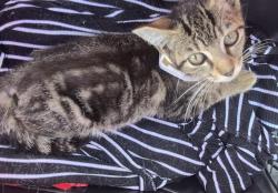 Shelter Stray Male Cat last seen Near BLOCK RIVERSIDE, San Antonio, TX 78227
