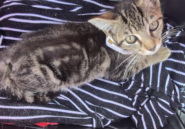 Shelter Stray Male Cat last seen Near BLOCK RIVERSIDE, San Antonio, TX 78227