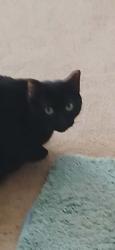 Lost Female Cat last seen Sweeting ave & Crawford Dr, Columbus, OH 43229