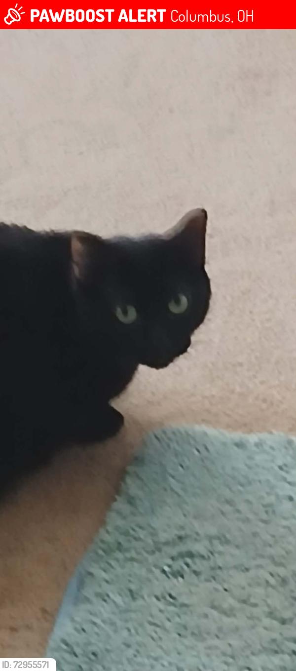 Lost Female Cat last seen Sweeting ave & Crawford Dr, Columbus, OH 43229