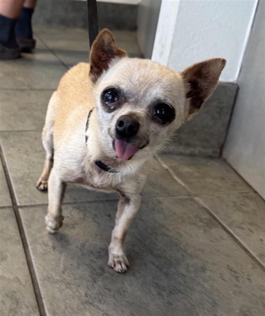 Shelter Stray Female Dog last seen TRADERS VILLAGE, San Antonio, TX 78227