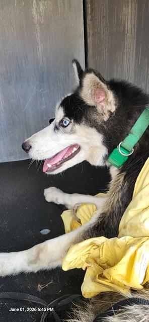 Shelter Stray Male Dog last seen Near BLOCK W MARTIN ST, San Antonio, TX 78227