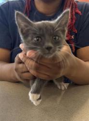 Shelter Stray Unknown Cat last seen , San Antonio, TX 78227