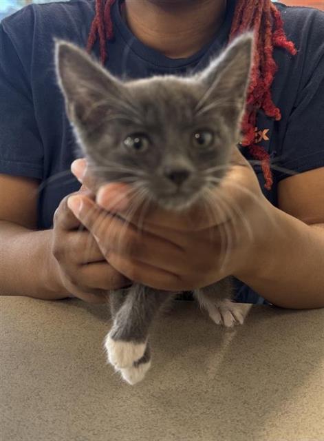 Shelter Stray Unknown Cat last seen , San Antonio, TX 78227