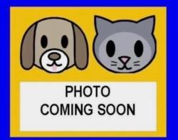 Shelter Stray Female Cat last seen Near BLOCK ZULEMA AVE, San Antonio, TX 78227