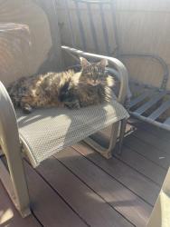 Lost Male Cat last seen SE 61st Ave and StarK, Portland, OR 97215