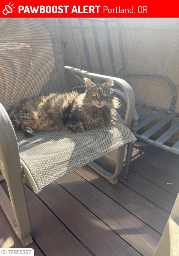 Lost Male Cat last seen SE 61st Ave and StarK, Portland, OR 97215