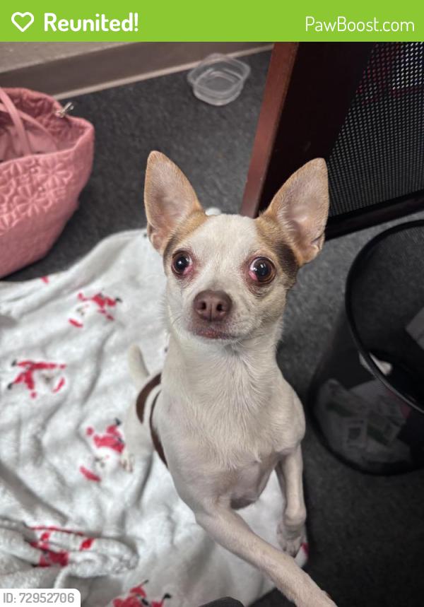 Reunited Female Dog last seen 58th St N near High Point Elementary School, Pinellas County, FL 33760