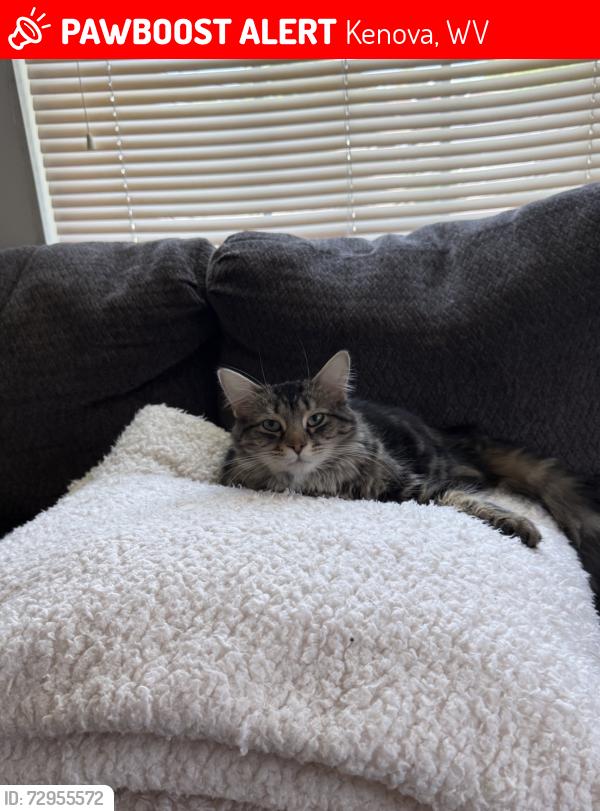 Lost Female Cat last seen By Austin’s Ice Cream, Kenova, WV 25530
