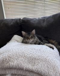 Lost Female Cat last seen By Austin’s Ice Cream, Kenova, WV 25530