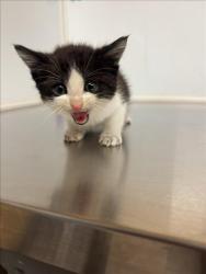 Shelter Stray Male Cat last seen Near BLOCK E LINCOLN ST, WICHITA KS 67218, Wichita, KS 67219