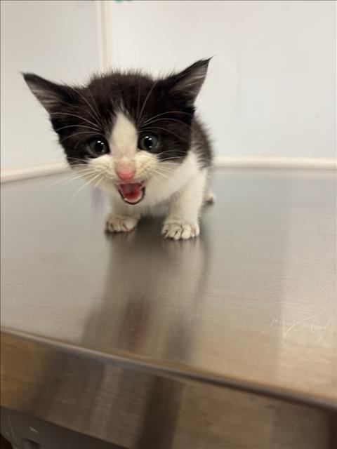 Shelter Stray Male Cat last seen Near BLOCK E LINCOLN ST, WICHITA KS 67218, Wichita, KS 67219