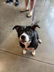 Shelter Stray Female Dog last seen Near BLOCK W DAYTON AVE, WICHITA KS 67213, Wichita, KS 67219