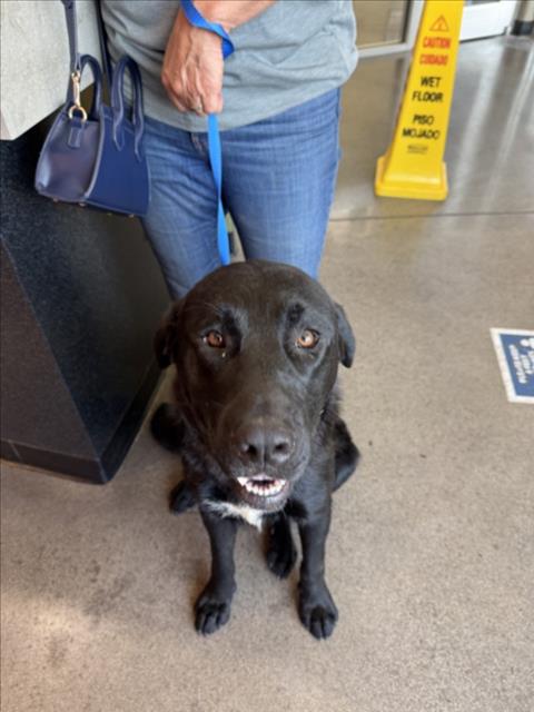 Shelter Stray Male Dog last seen Near BLOCK S 263RD ST W, GARDEN PLAIN KS 67050, Wichita, KS 67219