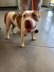Shelter Stray Female Dog last seen Near BLOCK W 117TH ST N, SEDGWICK KS 67135, Wichita, KS 67219