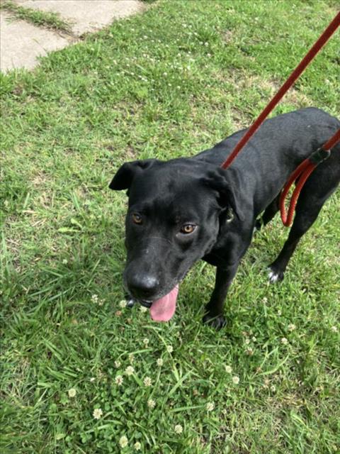 Shelter Stray Male Dog last seen Near BLOCK N HARDING AVE, WICHITA KS 67208, Wichita, KS 67219