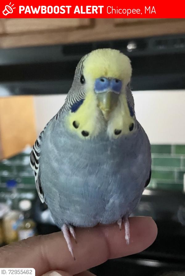 Lost Male Bird last seen Chicopee and Whitman street by rivers park, Chicopee, MA 01013
