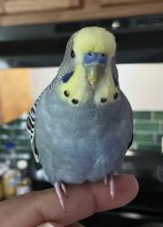 Lost Male Bird last seen Chicopee and Whitman street by rivers park, Chicopee, MA 01013