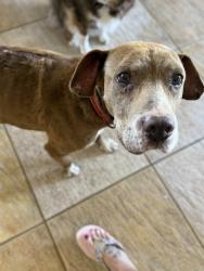 Found/Stray Male Dog last seen S county 1264, Midland County, TX 79706