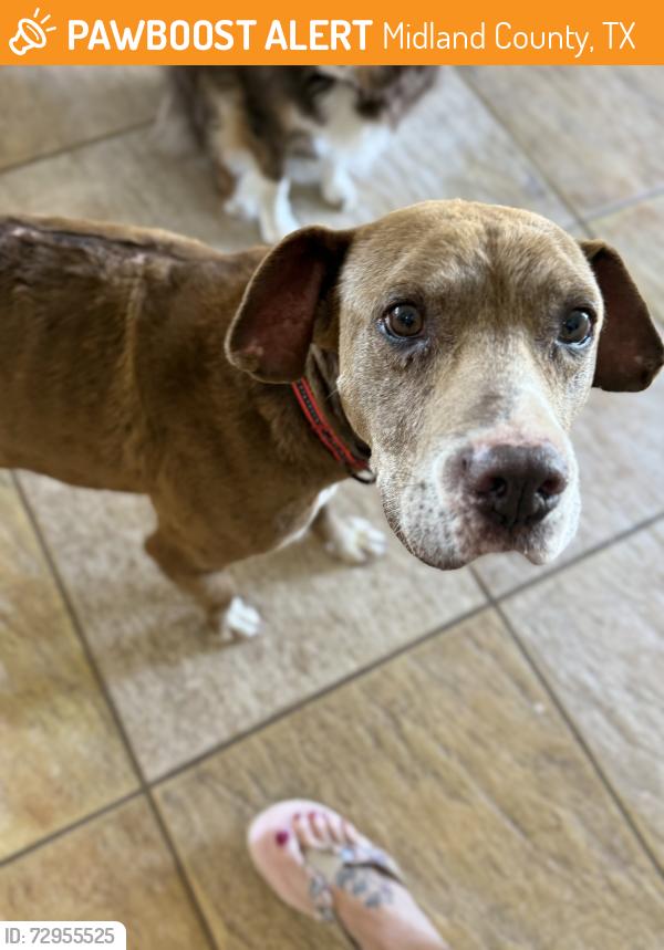 Found/Stray Male Dog last seen S county 1264, Midland County, TX 79706