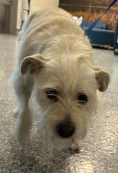 Shelter Stray Female Dog last seen Near BLOCK MILWAUKEE ST, Brighton, CO 80601