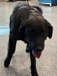 Shelter Stray Male Dog last seen I-25 AND THORNTON PKWY, Brighton, CO 80601