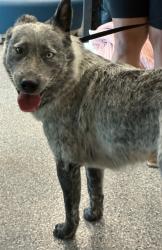Shelter Stray Male Dog last seen I-25 AND THORNTON PKWY, Brighton, CO 80601