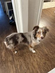Reunited Male Dog last seen 77th and Quaker, Lubbock, TX 79424