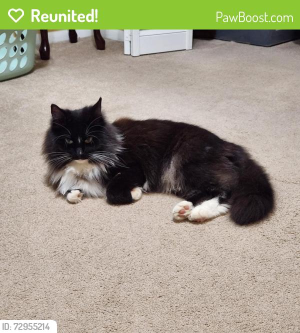 Reunited Female Cat last seen NW 60th Place & Vermont , Oklahoma City, OK 73112