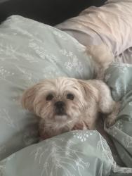 Reunited Female Dog last seen Dowdell Rd/Miramar Bend Dr, Tomball, TX 77375