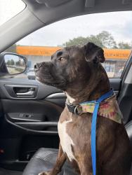Found/Stray Male Dog last seen Kell High School, Jamerson Rd, GA 30066