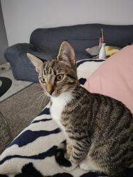 Lost Female Cat last seen North Bluff Apts , North Charleston, SC 29406