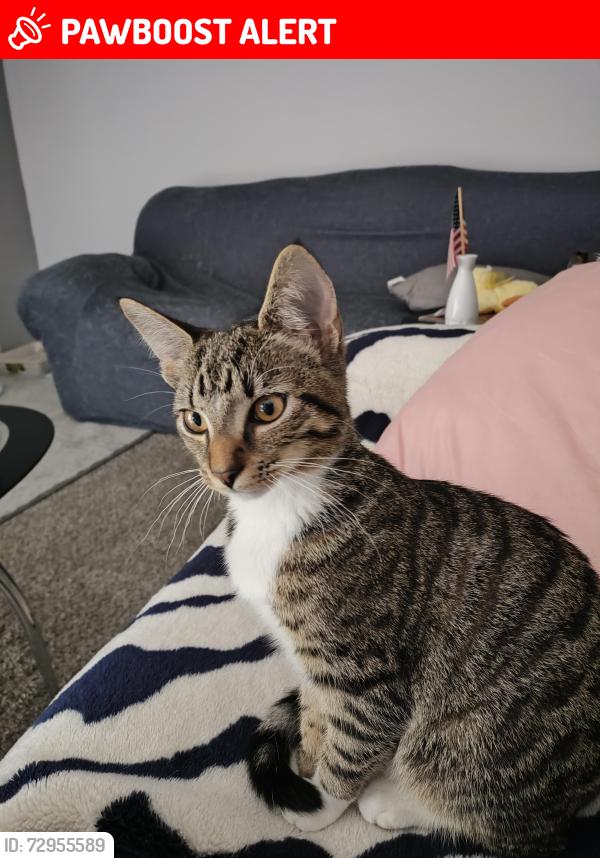 Lost Female Cat last seen North Bluff Apts , North Charleston, SC 29406