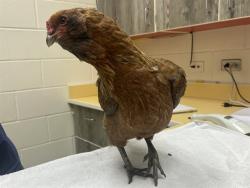 Shelter Stray Female Bird last seen Near BLOCK SOLARGLEN DR, COLORADO SPRINGS CO 80916, Colorado Springs, CO 80905