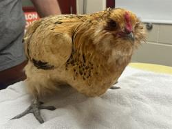 Shelter Stray Female Bird last seen Near BLOCK SOLARGLEN DR, COLORADO SPRINGS CO 80916, Colorado Springs, CO 80905